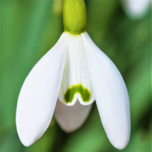 Galanthus - Common Snowdrop Nivalis: 10 Bulbs