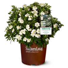 ScentAmazing® Gardenia