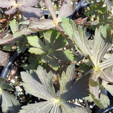 Geranium maculatum Espresso  1G