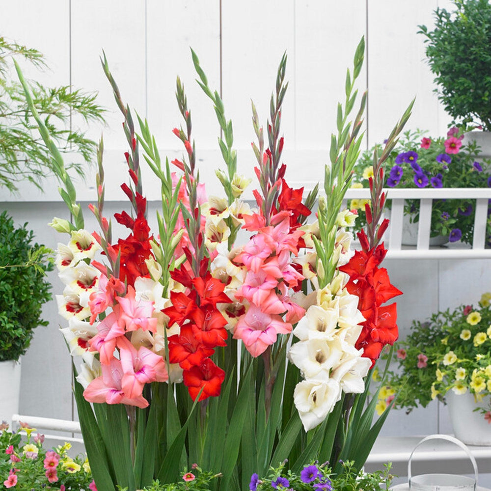 Gladiolus - Bambinos Mix (Dwarf): 10 bulbs
