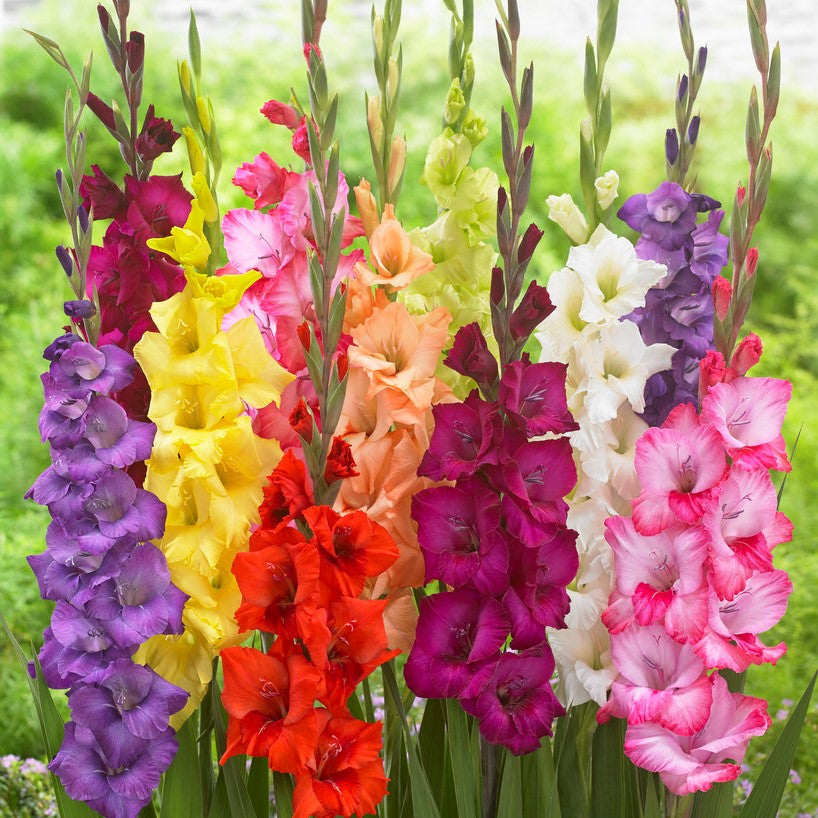 Gladiolus - Artistic Arrangers Mix: 40 bulbs