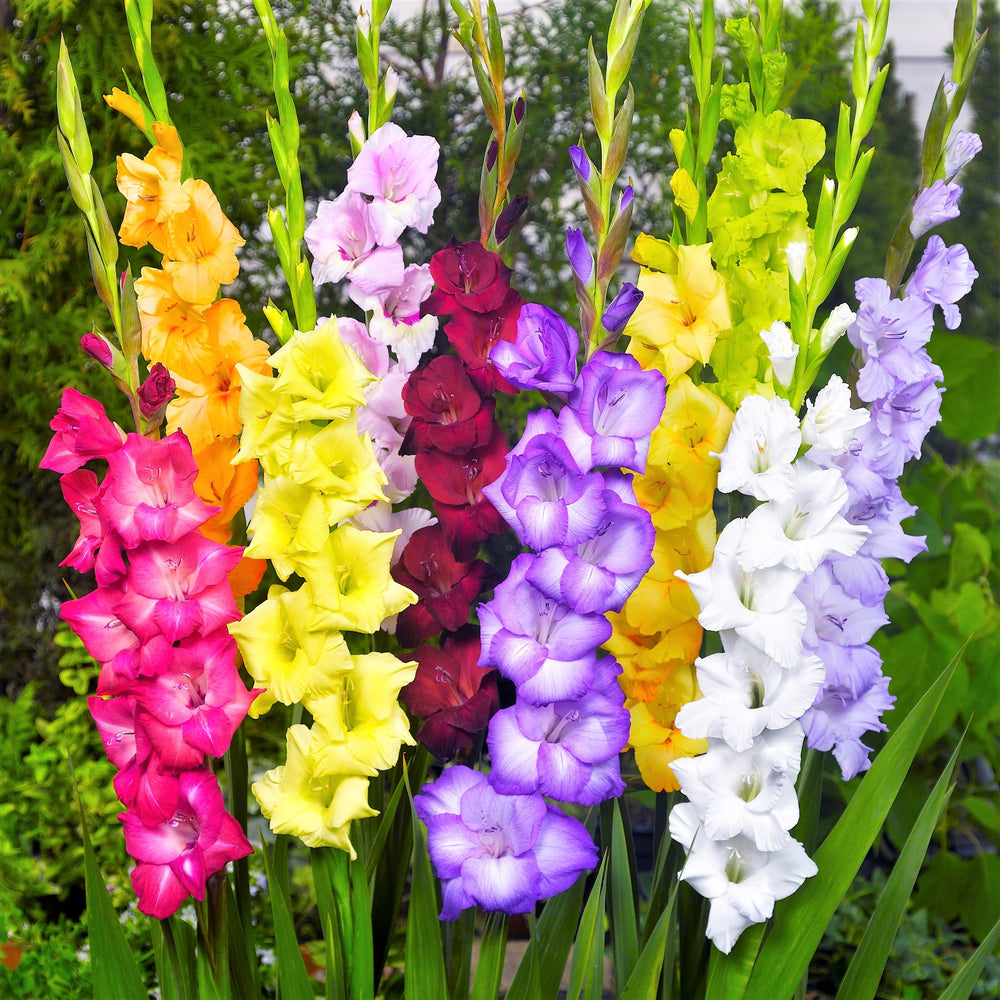 Gladiolus - Artistic Arrangers Mix: 40 bulbs