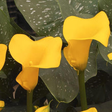Calla - Sun Club: 3 rhizomes