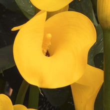 Calla - Sun Club: 3 rhizomes