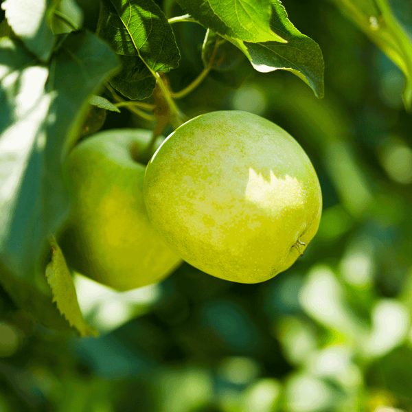 Granny Smith Apple Tree