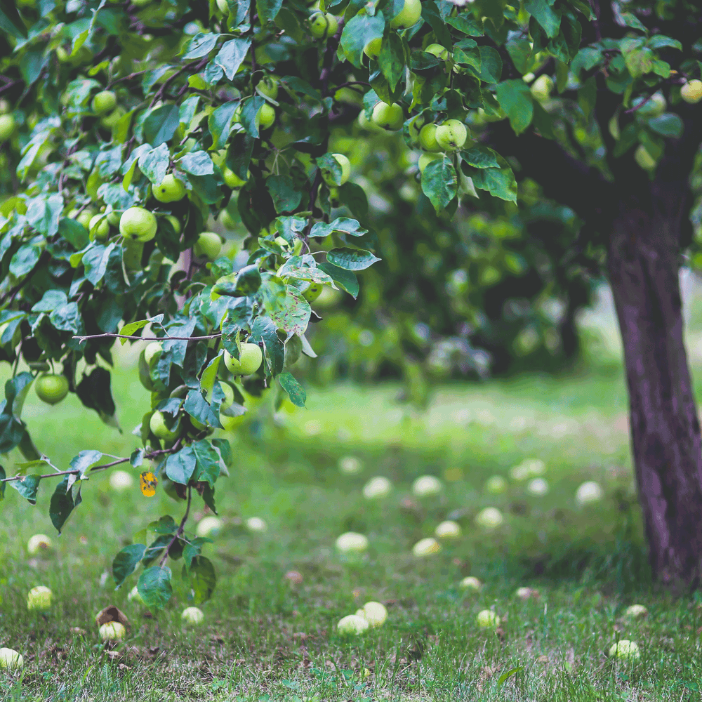 Granny Smith Apple Tree