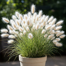 Grass Bunny Tails Seed