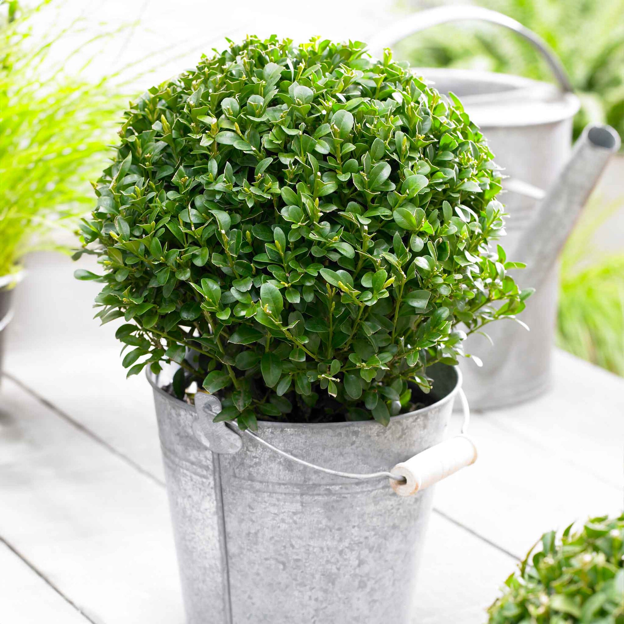 Green Mountain Topiary Boxwood (Ball)