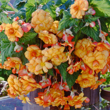 Begonia - Hanging Basket Yellow Red Picotee