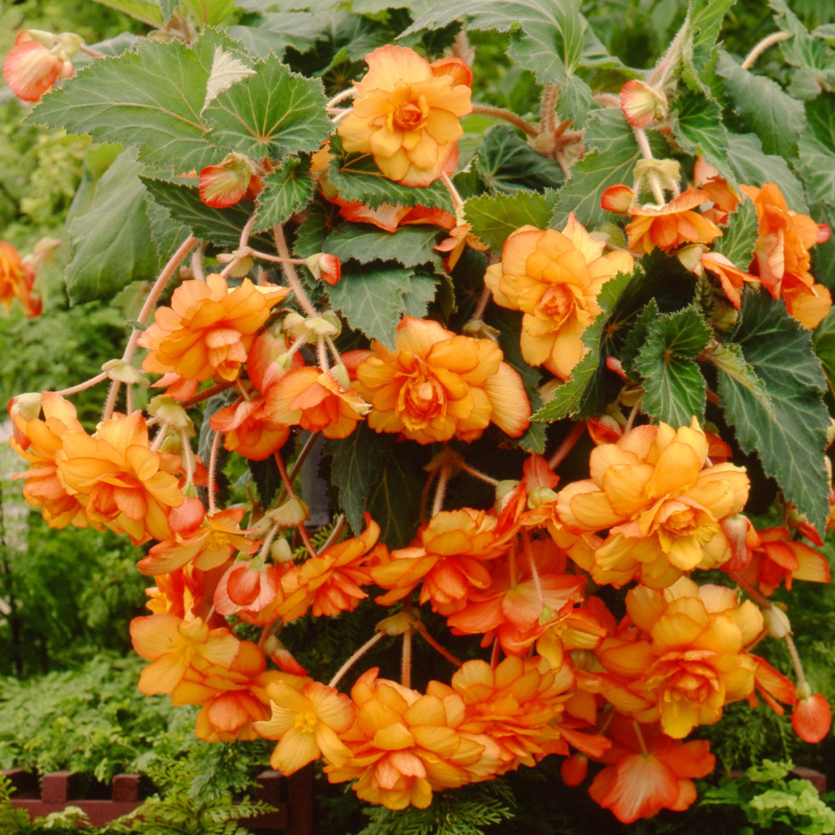 Begonia - Hanging Basket Yellow Red Picotee