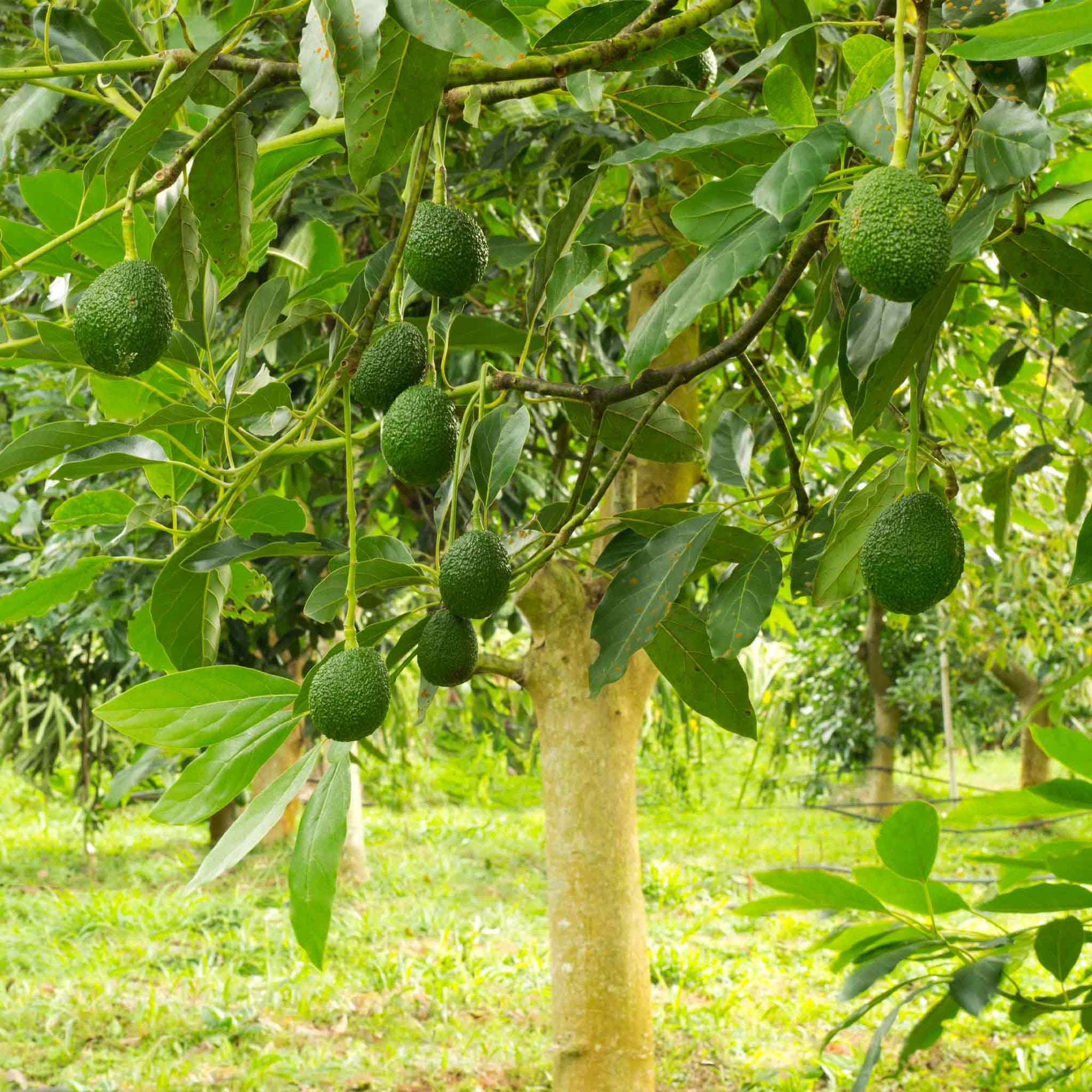 Hass Avocado Tree