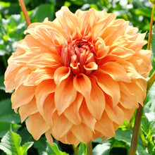 Dahlia - Great Hercules: 3 divisions (multiple tubers per division)
