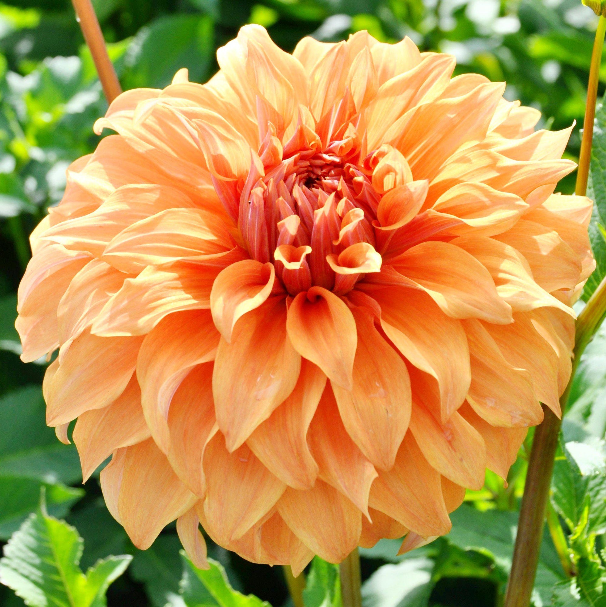 Dahlia - Great Hercules: 3 divisions (multiple tubers per division)