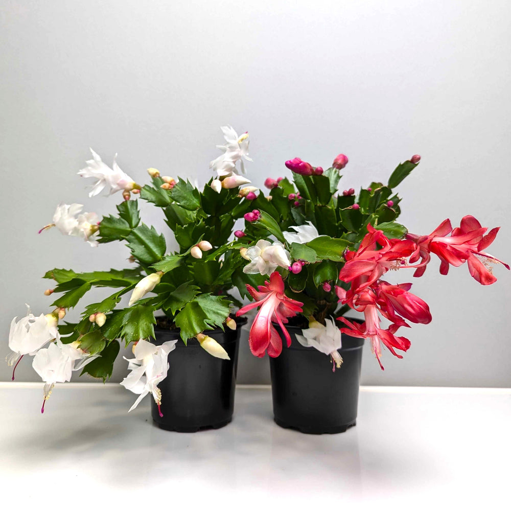 Holiday Cactus - Candy Cane Collection 2 Pack