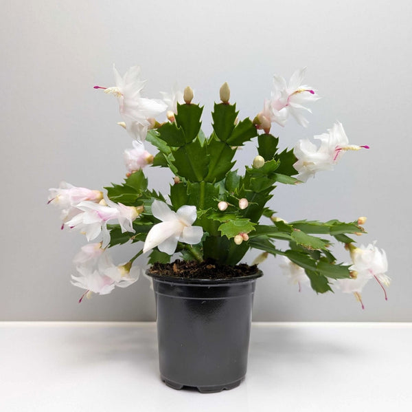 Holiday Cactus - White 2 Pack