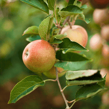 Honeycrisp™ Apple Tree