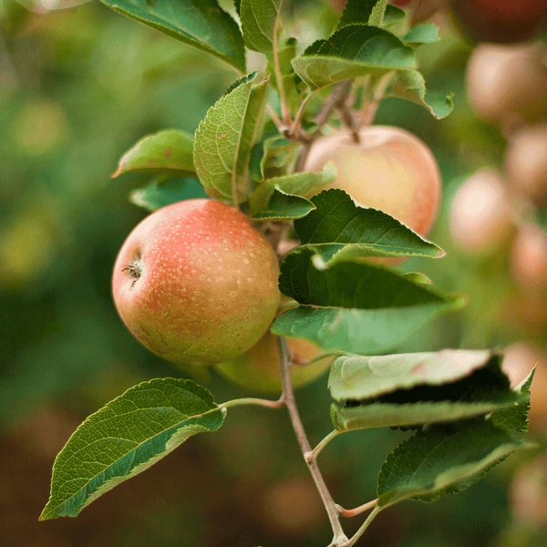 Honeycrisp™ Apple Tree