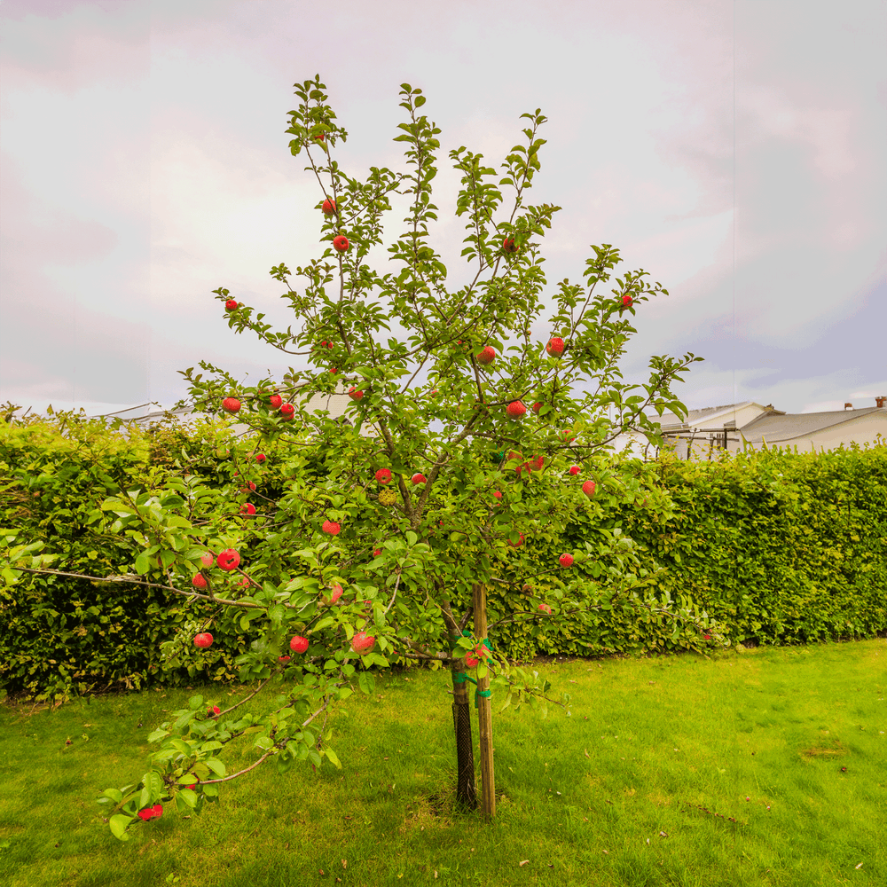 Honeycrisp™ Apple Tree