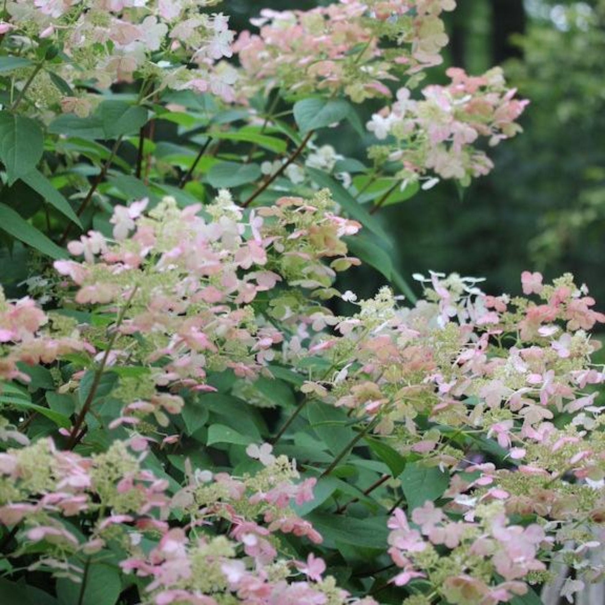 Quick Fire® Hydrangea Tree