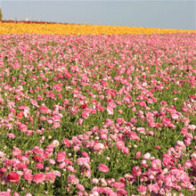 Ranunculus - Tecolote Pink: 10 Corms