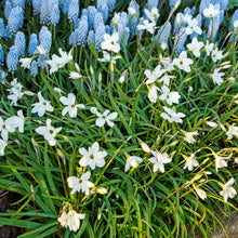 Starflower - Alberto Castillo: 10 Bulbs