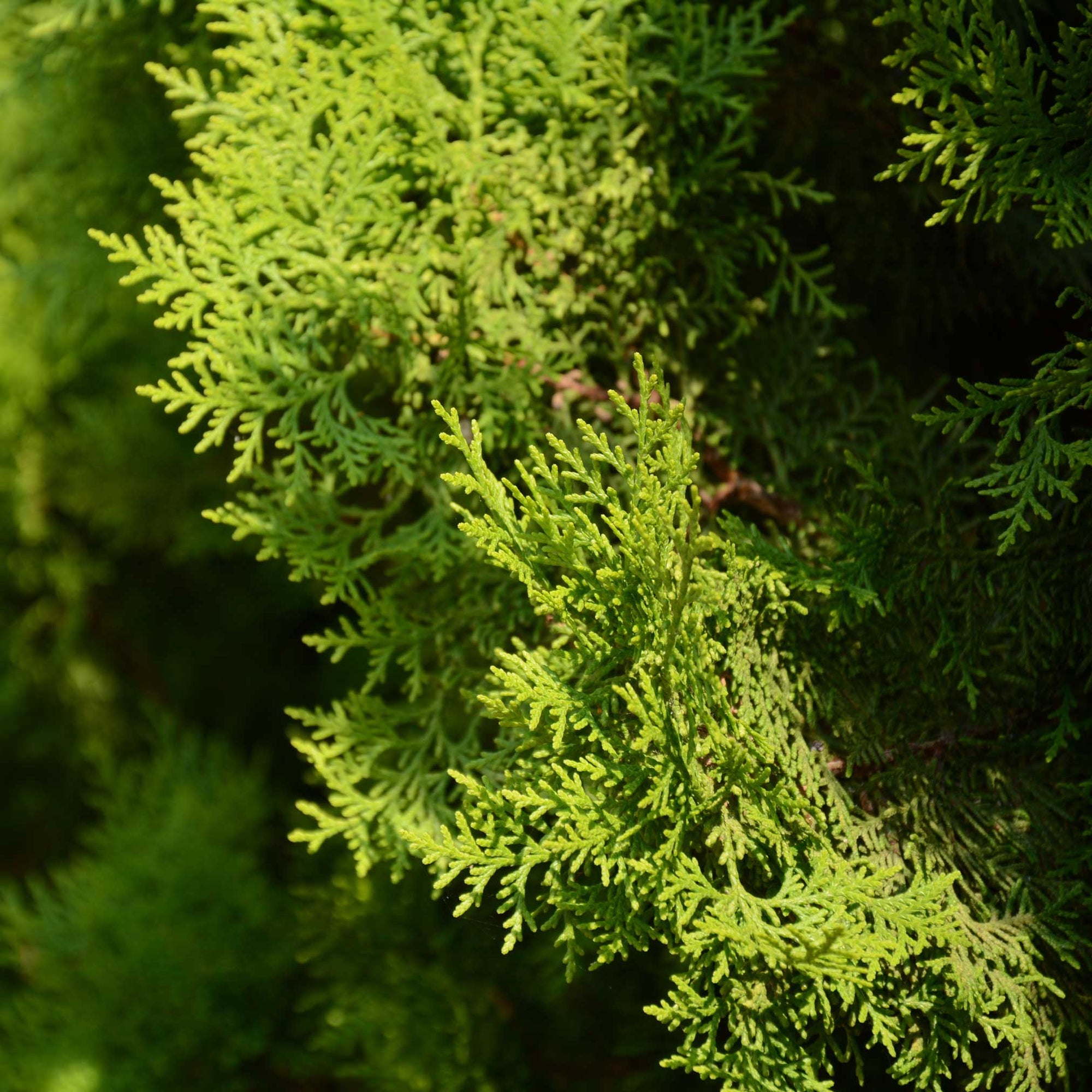 Italian Cypress