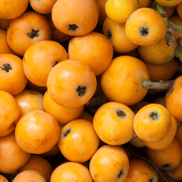 Japanese Loquat