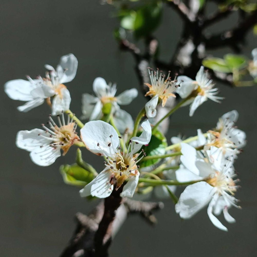 Lapins Cherry Tree