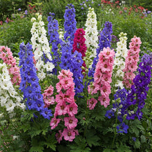 Larkspur Dwarf Mix Seed