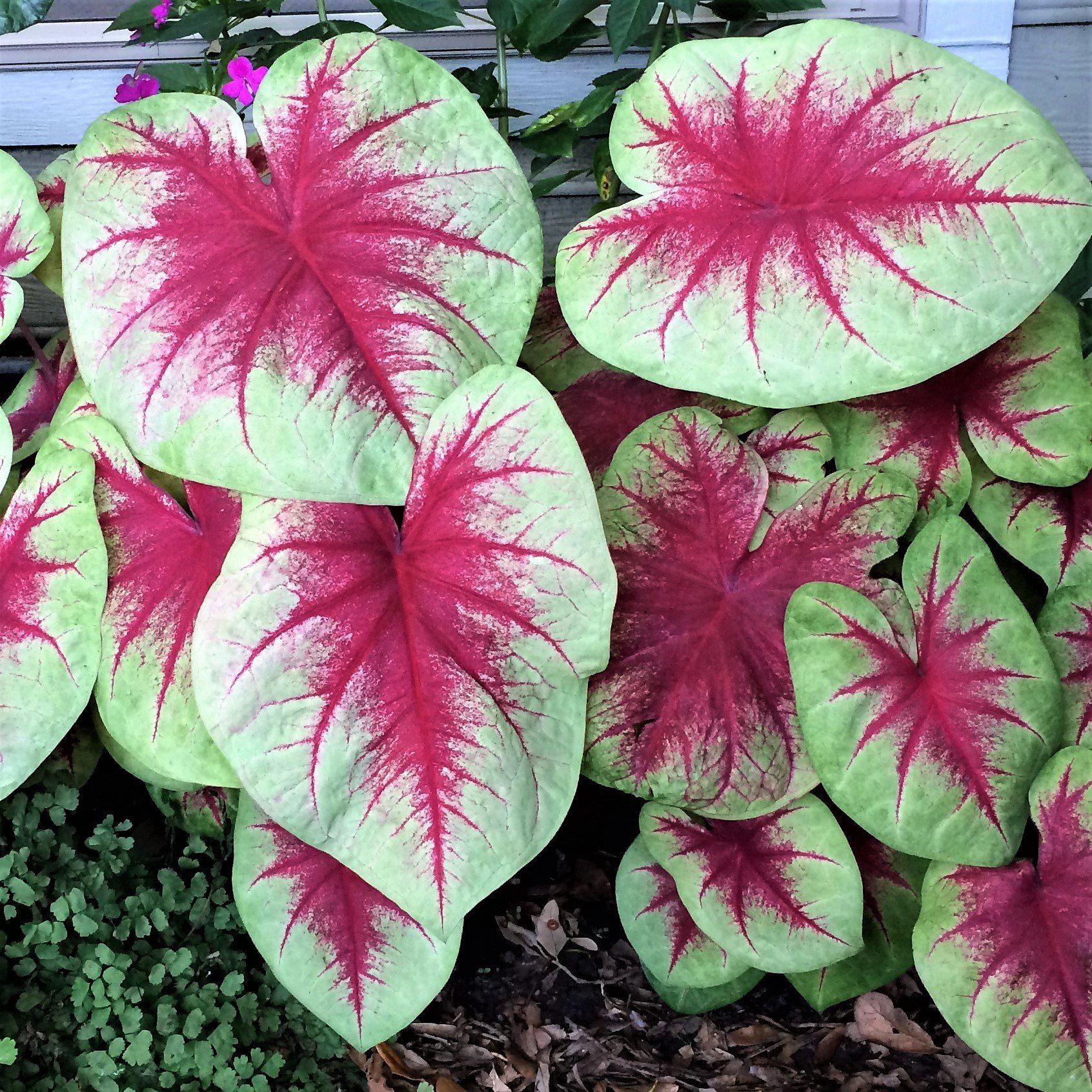 Caladium - Lemon Blush: 3 tubers