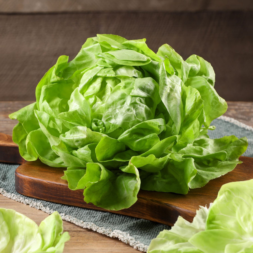 Lettuce Butterhead Seed