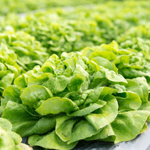 Lettuce Butterhead Seed