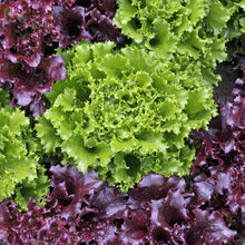 Lettuce Loose Leaf Mix Seed