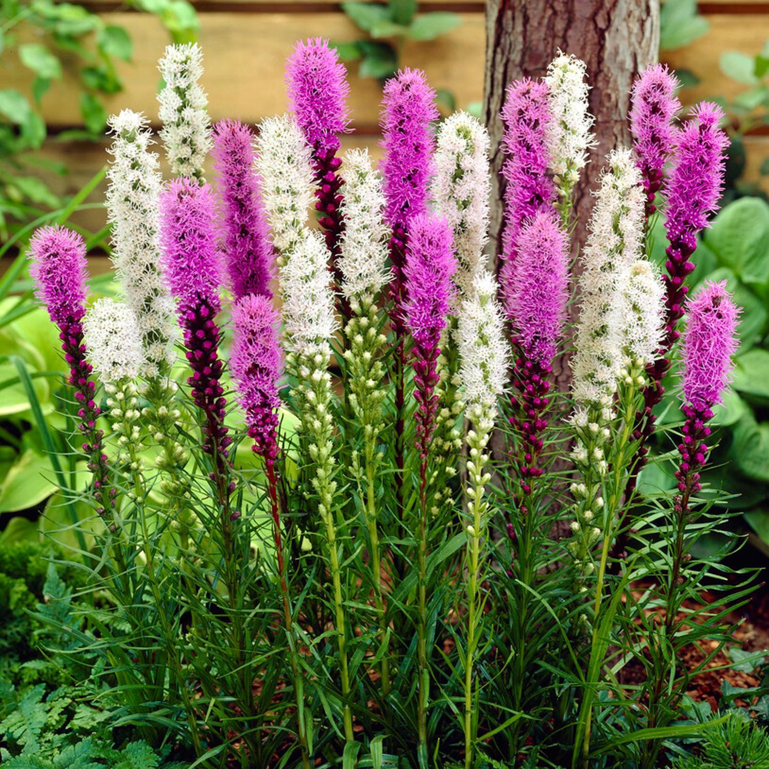 Liatris - Blazing Stars Mix: 10 bulbs