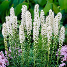 Liatris - Alba: 10 bulbs