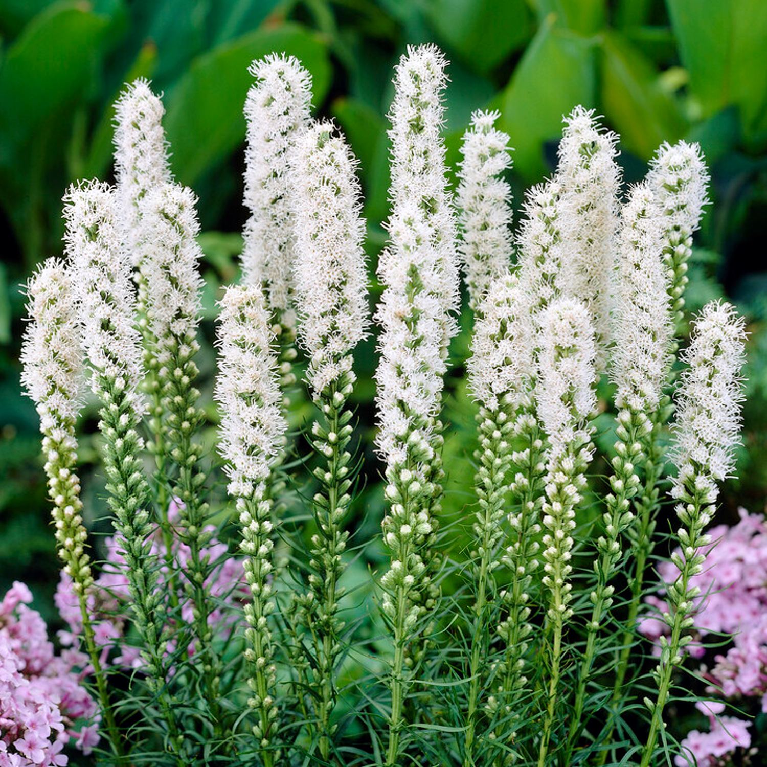 Liatris - Alba: 10 bulbs