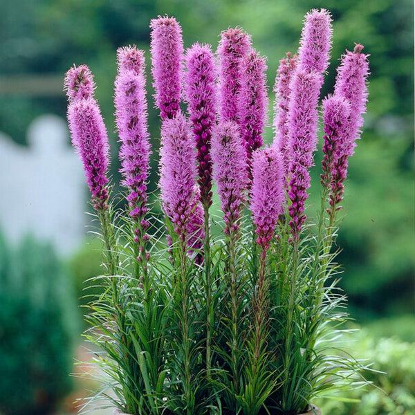 Liatris - Spicata: 10 bulbs