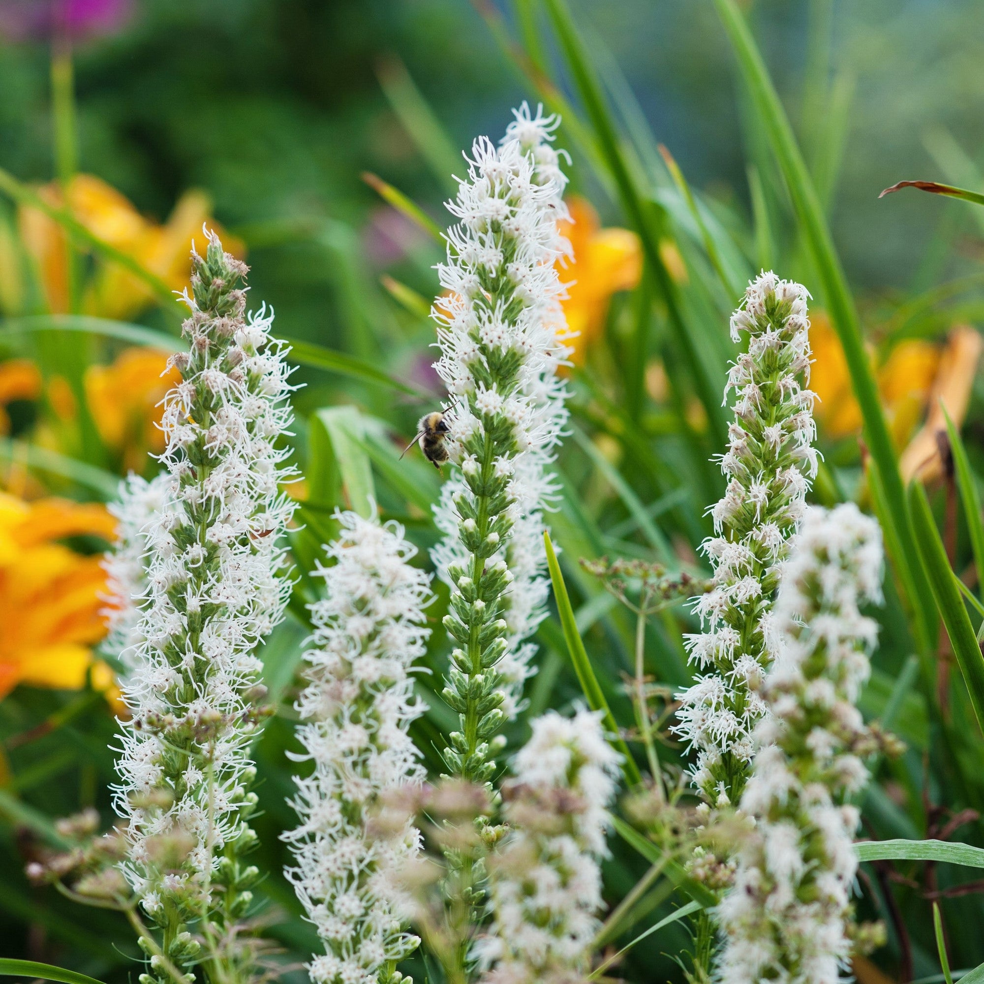 Liatris - Alba: 10 bulbs