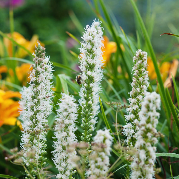Liatris - Alba: 10 bulbs