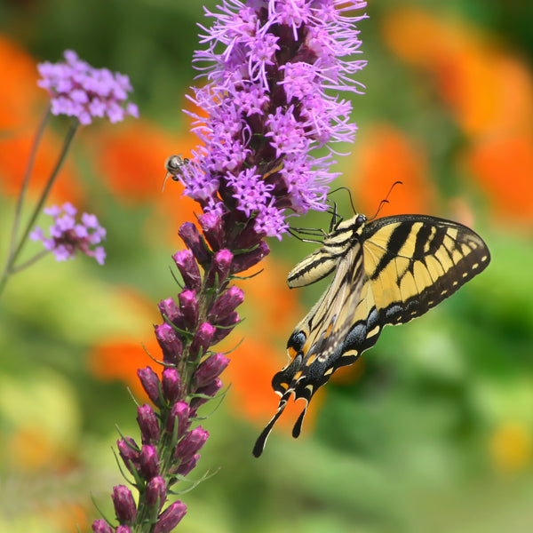 Liatris - Spicata: 10 bulbs