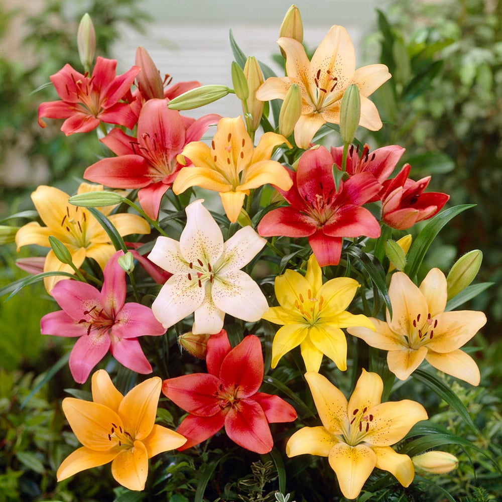 Lilium - Asiatic Lily Mix: 12 bulbs
