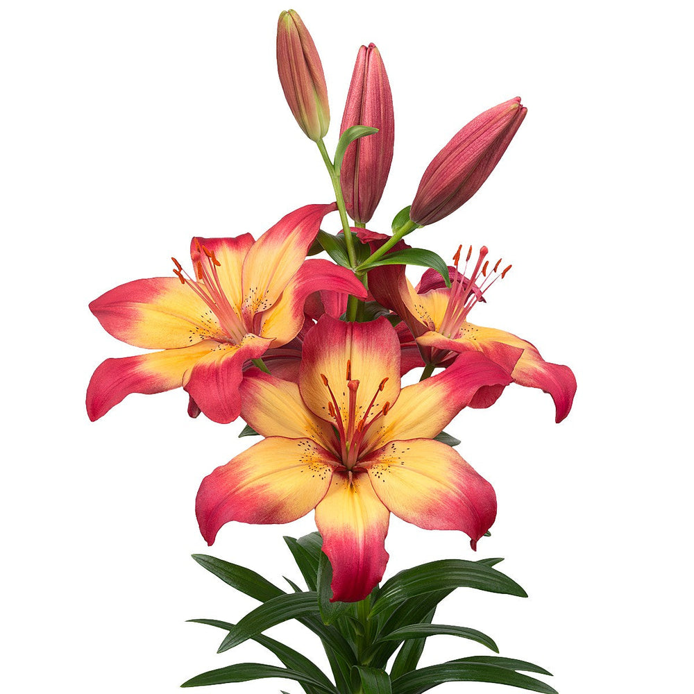 Lilium - LA Hybrid Lily Heartstrings: 3 bulbs