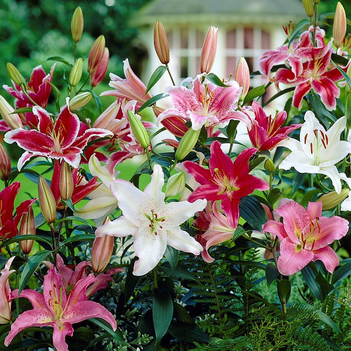 Lilium - Oriental Lily Fragrant Mix: 12 lily bulbs