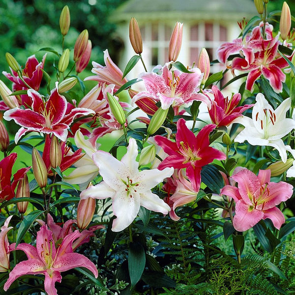 Lilium - Oriental Lily Fragrant Mix: 12 lily bulbs