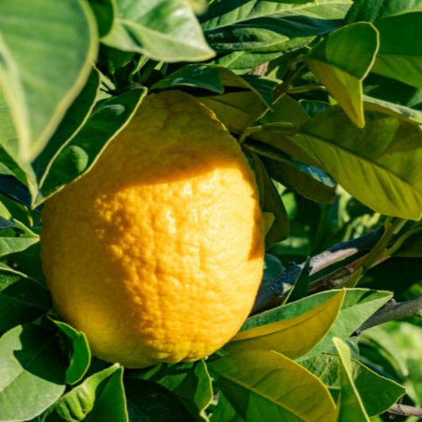 Lisbon Lemon Tree