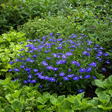 Lobelia Blue Seed