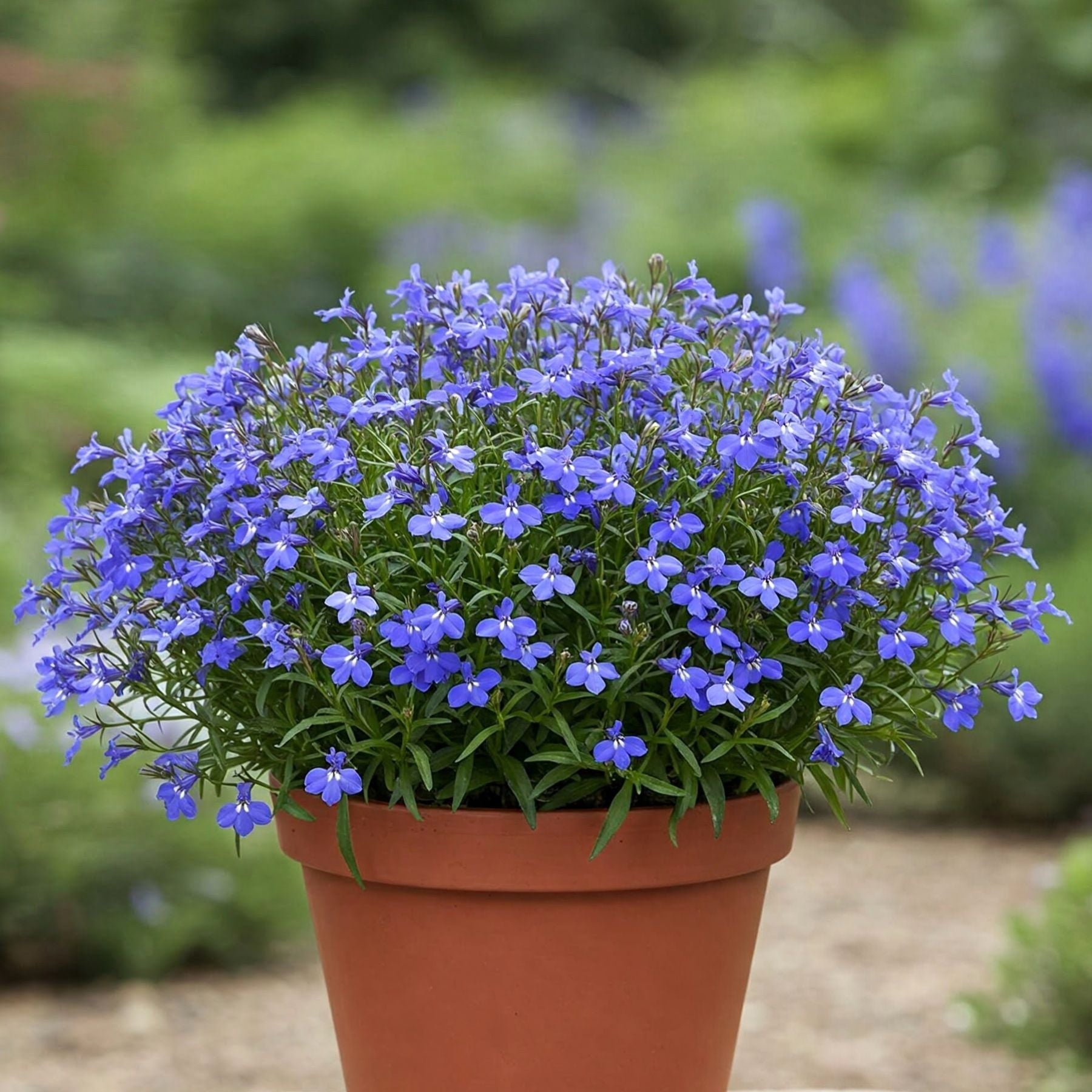 Lobelia Blue Seed