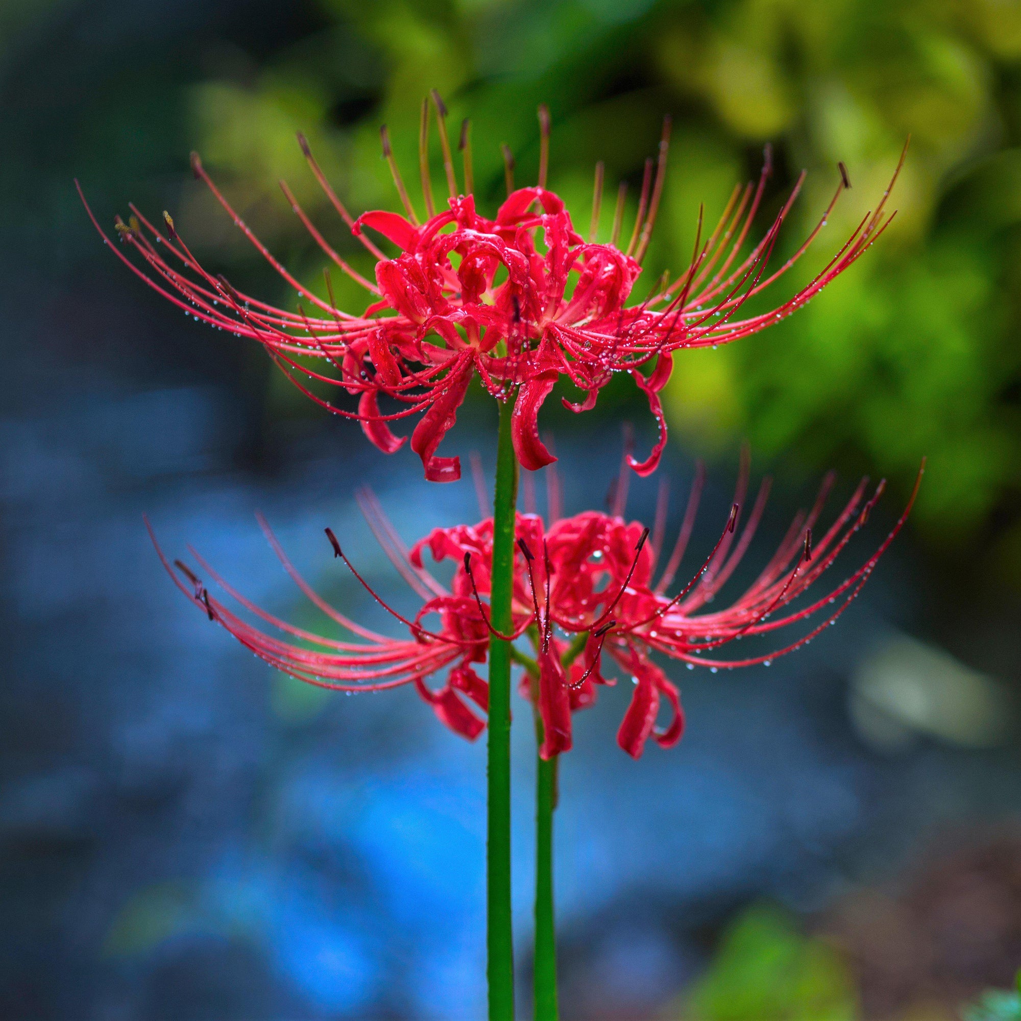 Lycoris - Radiata Red: 1 Bulb