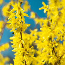 Lynwood Gold Forsythia Shrub