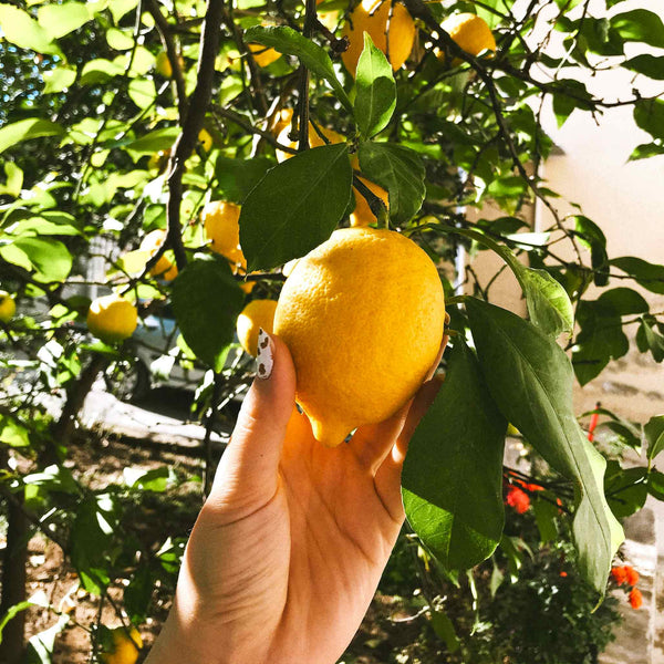 Improved Meyer Lemon Tree